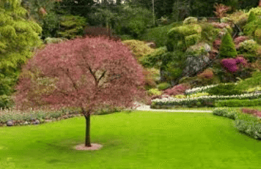 Why it is Important to Fertilize Your Lawn?!