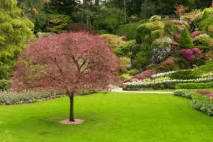 Why it is Important to Fertilize Your Lawn?!