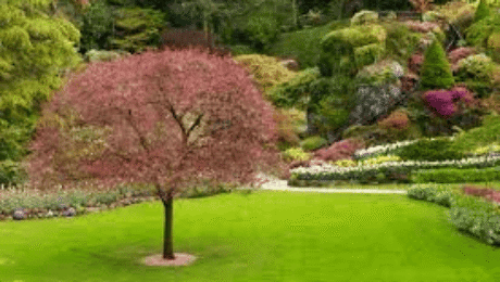 Why it is Important to Fertilize Your Lawn?! Why it is Important to Fertilize Your Lawn?!