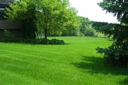 Weed Free Lawn