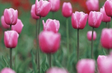 Spring Time Lawn Tips (March To June)