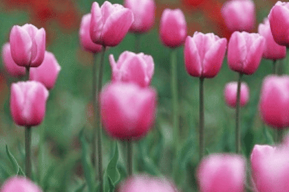 Spring Time Lawn Tips (March To June)