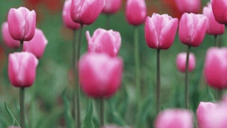 Spring Time Lawn Tips (March To June) Spring Time Lawn Tips (March To June)