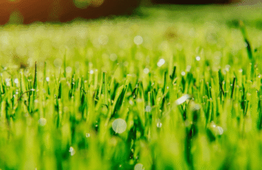 Summer Lawn Fertilization Tips for Healthy Grass in Lakewood & Golden, CO Summer Lawn Fertilization Tips for Healthy Grass in Lakewood & Golden, CO