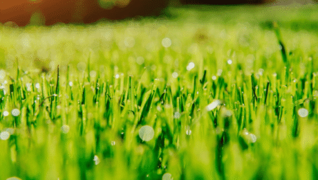 Summer Lawn Fertilization Tips for Healthy Grass in Lakewood & Golden, CO Summer Lawn Fertilization Tips for Healthy Grass in Lakewood & Golden, CO