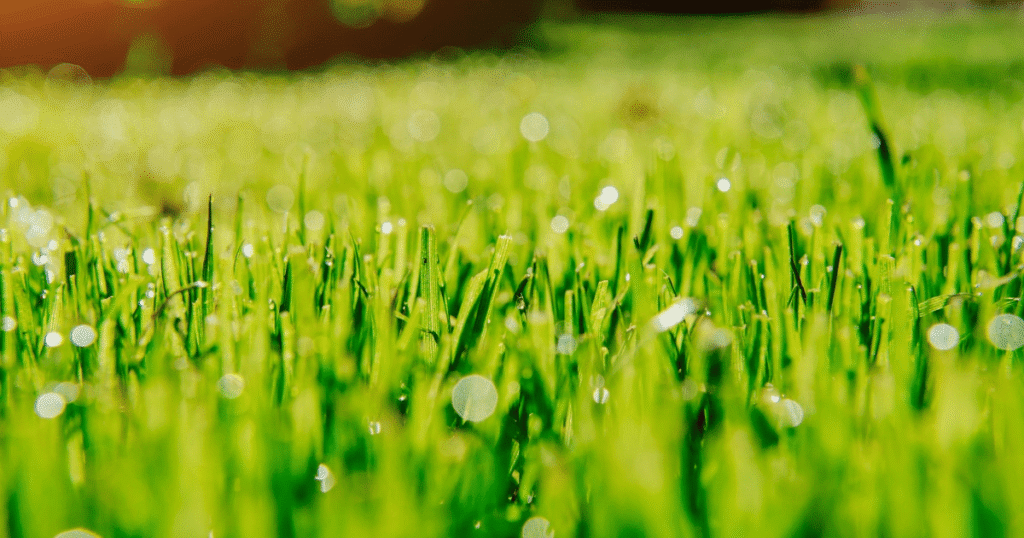 Summer Lawn Fertilization Tips for Healthy Grass in Lakewood & Golden, CO